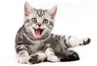 The Healing Power of Laughter - happy cat